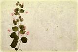 Bougainvillea on white washed plaster 