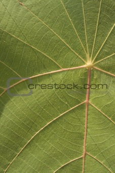 Leaf macro background 