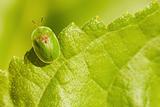 Little green bug sitting on leaf