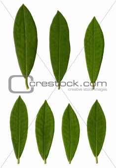 Rhododendron leaves