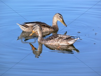 Two duck on water