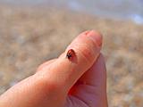 Ladybird on the finger