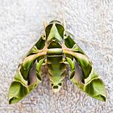 Closeup of a Egyptian sphinxmoth