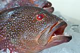 Fresh grouper fish on ice