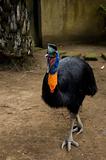 Indonesian bird looks like ostrich