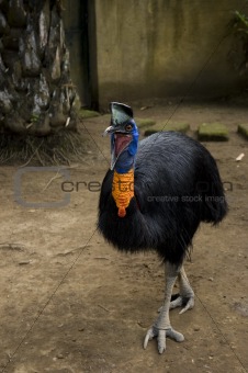 Indonesian bird looks like ostrich