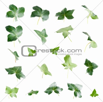  Green ivy leaves 