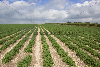 potato rows
