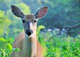 Whitetail Deer Doe With Mosquitoes