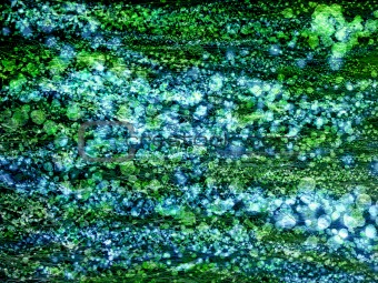 texture green abstract background - grass / alga and twinkles