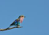 Lilacbreasted Roller 