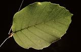 single leaf of a beech-tree
