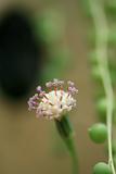 Senecio rowleyanus - Asteraceae  (Macro)