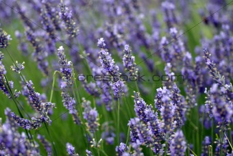 dreamy field of lavender