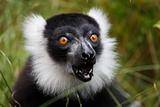 black and white ruffed lemur taken in july 2007