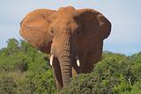 African Elephant with Ears Spread