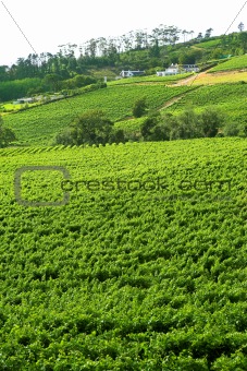 Wine farm on the Western Cape wine route 