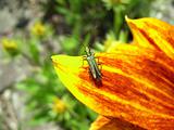 Green Insect On Flower