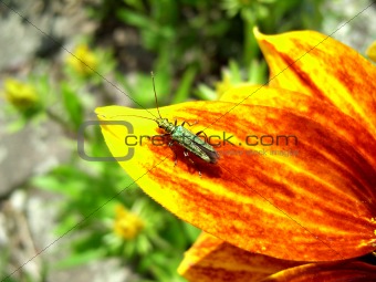 Green Insect On Flower