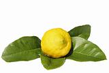 Lemon and Leaves