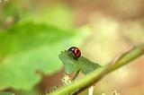 A resting ladybird
