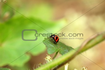 A resting ladybird