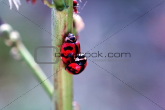 Ladybirds mating beside a aphid