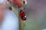 The mating ladybirds