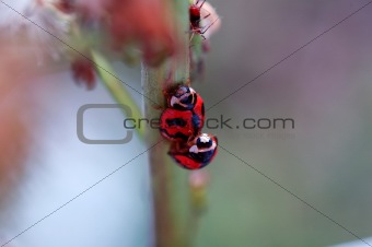 The mating ladybirds