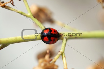 Ladybird and stem