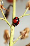 Ladybug on stem of plant