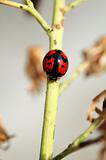 A ladybird walking along a stem