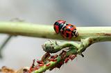 Ladybirds mating besides aphids