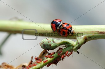 Ladybirds mating besides aphids
