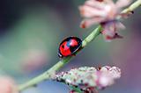Ladybird walking on stem of compositae plant