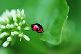Ladybird and white flowers