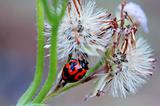 Ladybird and seeds