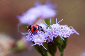 Ladybird eating petal of purple flower