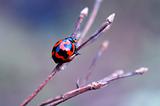 Ladybird on dry branch