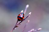 Ladybird on top of dry stalk