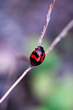 Ladybird climbing along stalk