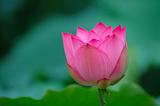 blooming lotus flower with sharp
