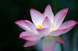 Lotus flower over dark background