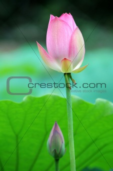 The lotus flower and bud