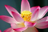 Blooming lotus flower and a bee