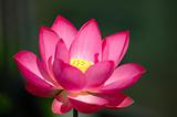 The blooming pink lotus flower