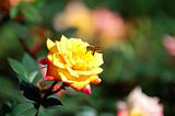 Yellow rose and bee