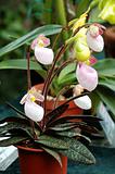 Lady slipper (orchid)