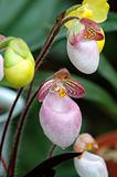 Pink lady slipper (orchid)