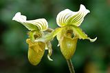 Green lady slipper (orchid)